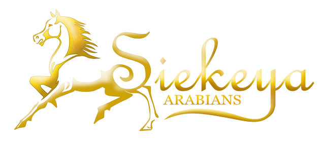 Siekieya Arabians
